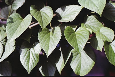 Cissus trifoliata (Possum Grape)
